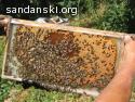 Пчелни полуизградени пластмасови основи
